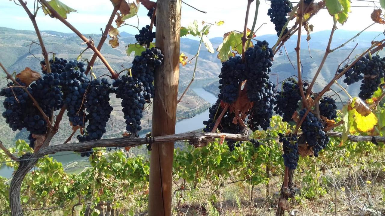 Stay At The Winemaker Ervedosa do Douro エクステリア 写真