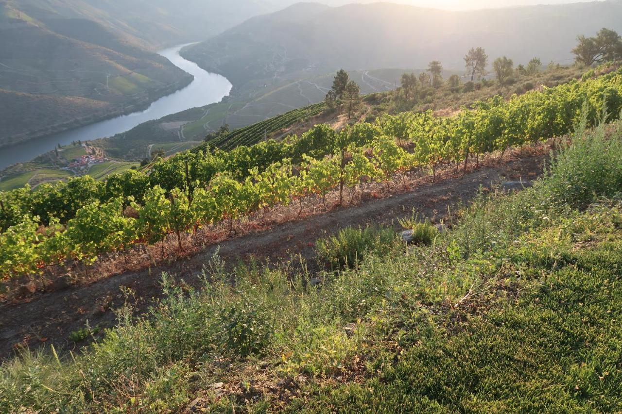 Stay At The Winemaker Ervedosa do Douro エクステリア 写真