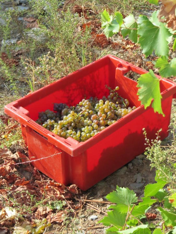 Stay At The Winemaker Ervedosa do Douro エクステリア 写真