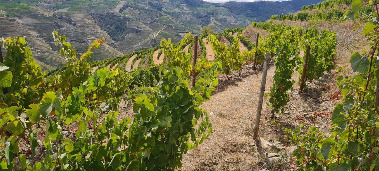 Stay At The Winemaker Ervedosa do Douro エクステリア 写真